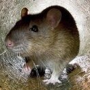 Ratazana