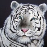 White Tiger