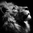 Black Lion