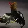 Galo de Briga
