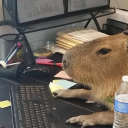 Capivara
