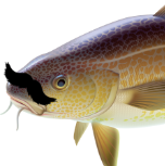 sr.Bacalhau