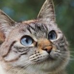 gatito