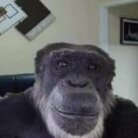 Digital Monke
