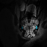 Venon Network