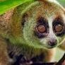 Macaco Venenoso