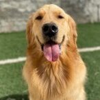 lucasmarcon