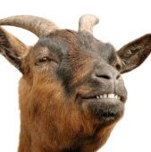 DieGOAT