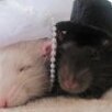 Rato Domésticado