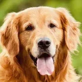 GoldenRetriever