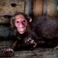 Ratarzan
