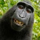 BlackMonkey Ads