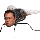 Elon Mosca