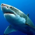 The Shark