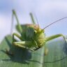 littleGrasshopper