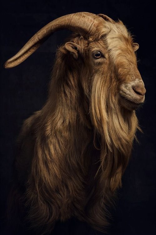 GOAT