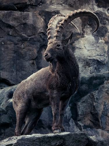 SibirischerSteinbock.jpeg.84f68096be01da9c83b5cf1eb14f3371.jpeg